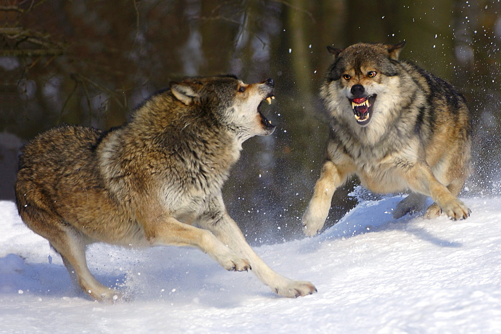 Fighting wolves in winter (canis lupus occidentalis)