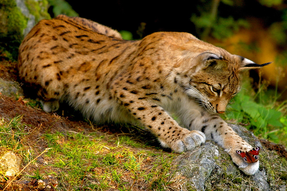 Lynx looks baffled at butterfly on its paw