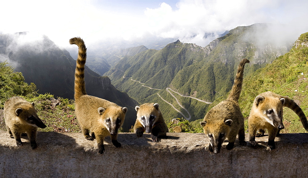 South American Coatis or Ring-tailed Coatis (Nasua nasua), Serra do Rio do Rastro, Lauro Mueller, Santa Catarina, Brazil, South America