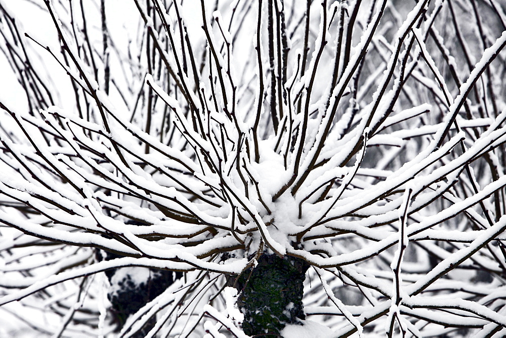 Snow-covered branches of a tree