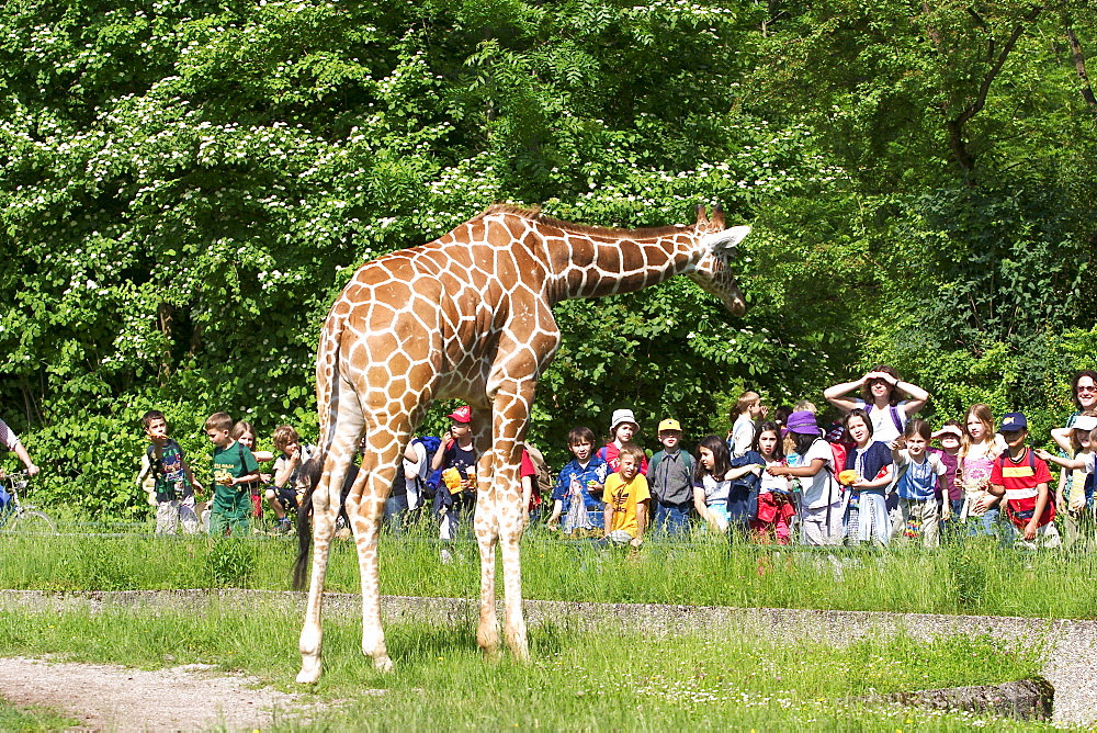 Reticulated giraffe ( Giraffa camelopardalis reticulata ) in Hellabrunn zoo - Munich - Bavaria