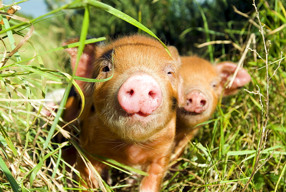 Piglets (Sus scrofa domestica) at an organic farm