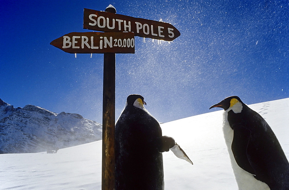 Two artificial penguins at a signpost in snowy mountains, signs pointing toward the South Pole and Berlin