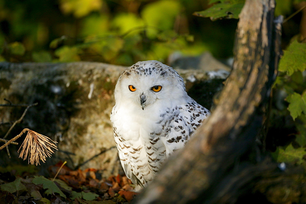 Snowy Owl, Arctic Owl or Great White Owl (Bubo scandiacus, Nyctea scandiaca), Bad Mergentheim Zoo, Baden-Wuerttemberg, Germany