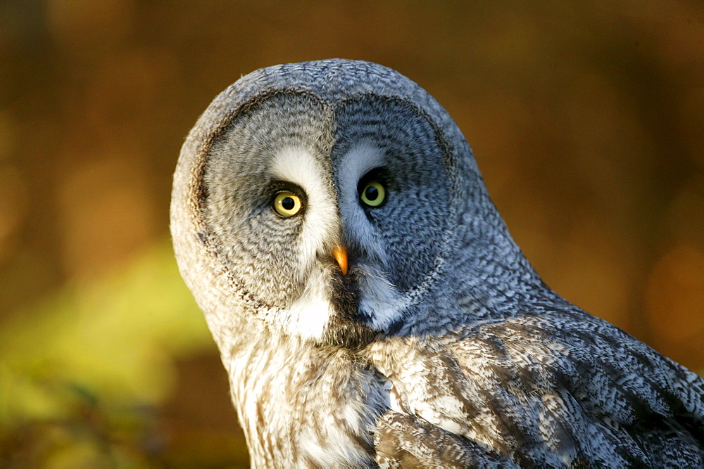 Great Grey Owl (Strix nebulosa)