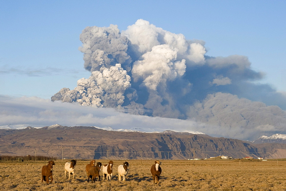 Iceland horses in front of the ash cloud of the Eyjafjallajoekull volcano, Landeyjar, South Iceland, Iceland, Europe