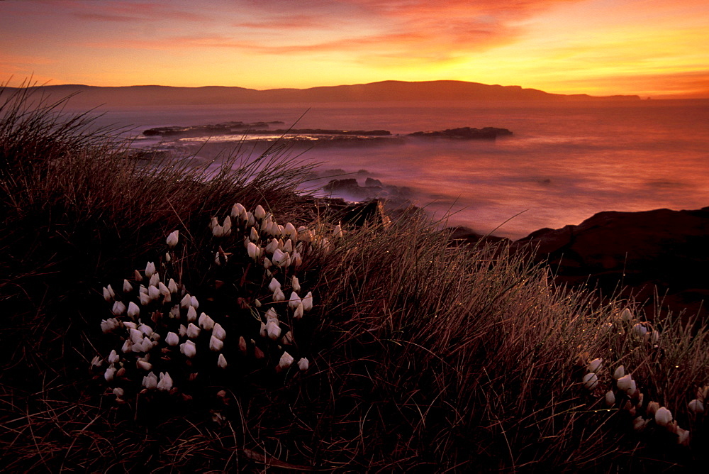 Morning mood in the Catlins, Curio Bay, Catlins, Otago, South Island, New Zealand