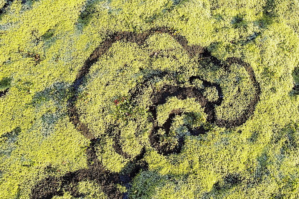 Fairy rings on moss, Fjallabak Nature Reserve, Highlands of Iceland, Iceland, Europe