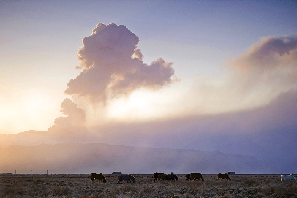 Iceland horses grazing in front of the ash cloud of the Eyjafjallajoekull volcano, Landeyjar, Iceland, Europe