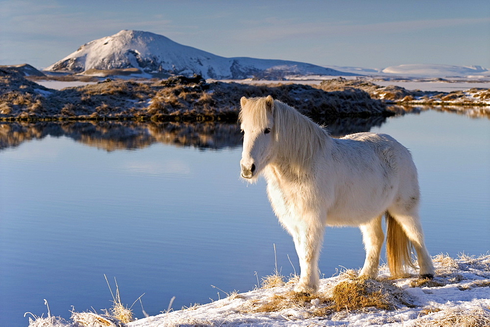 Iceland horse in front of winter Myvatn, northern Iceland, Europe