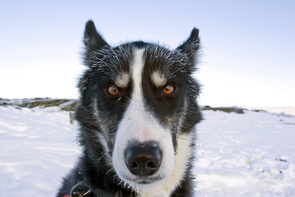 Alaskan Husky, portrait, Finnmark, Norway, Europe