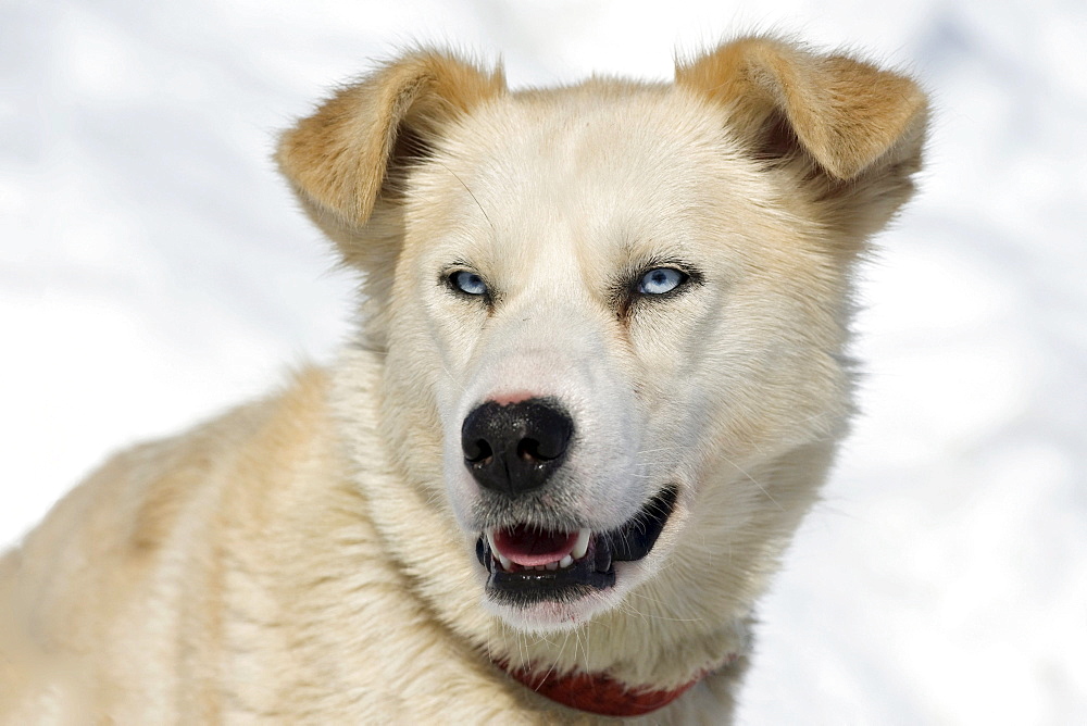 An Alaskan husky, portrait, Langfjordbotn, Alta, Finnmark, Norway, Europe