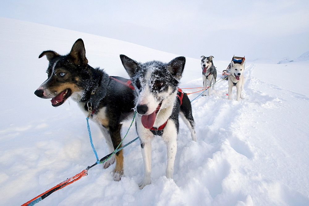 Alaskan huskies, dog sled team, Finnmark, Lapland, Norway, Europe