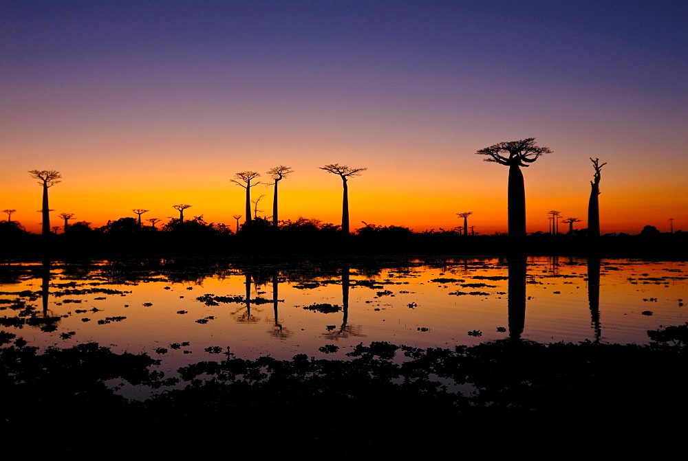 Street of baobab trees (Adansonia digitata) at sunset, Madagascar, Africa