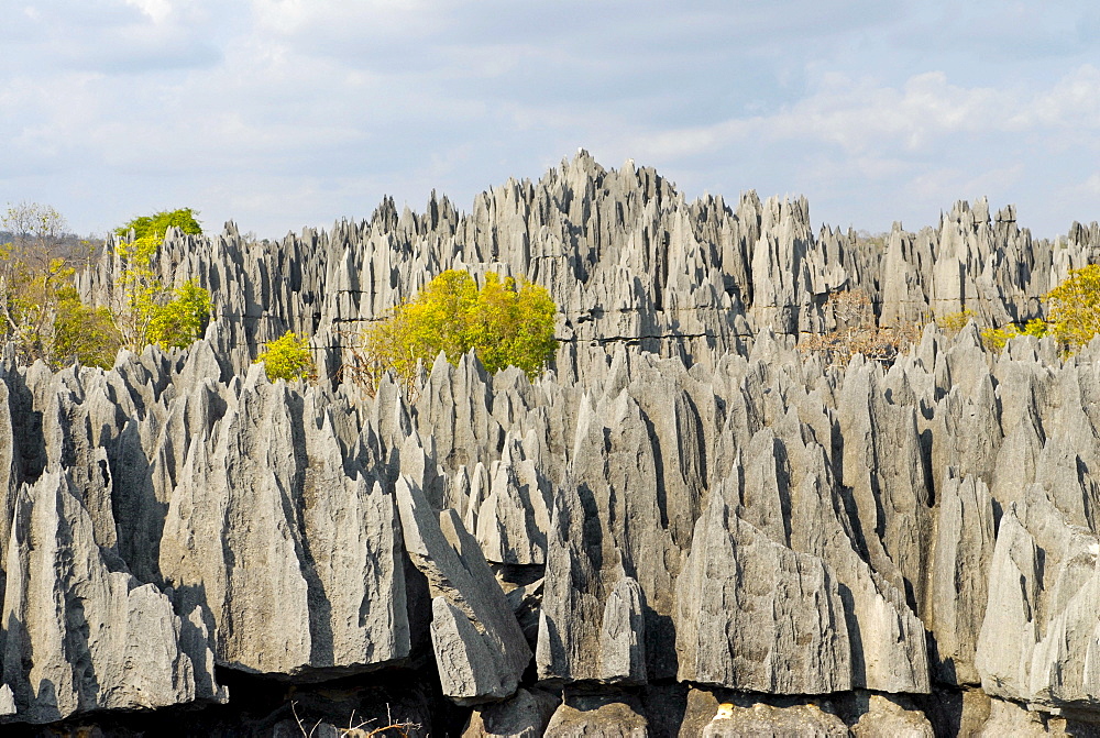 Tsingy stone forest, limestone rock formations, Tsingy de Bemaraha, UNESCO World Heritage site, Madagascar, Africa