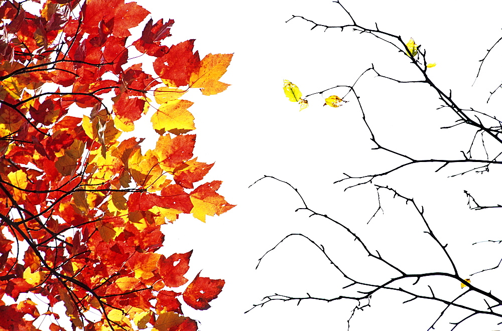 Autumn coloured Sugar Maple leaves (Acer saccharum) and bare branches, Indian summer in a national park in Québec, Eastern Canada