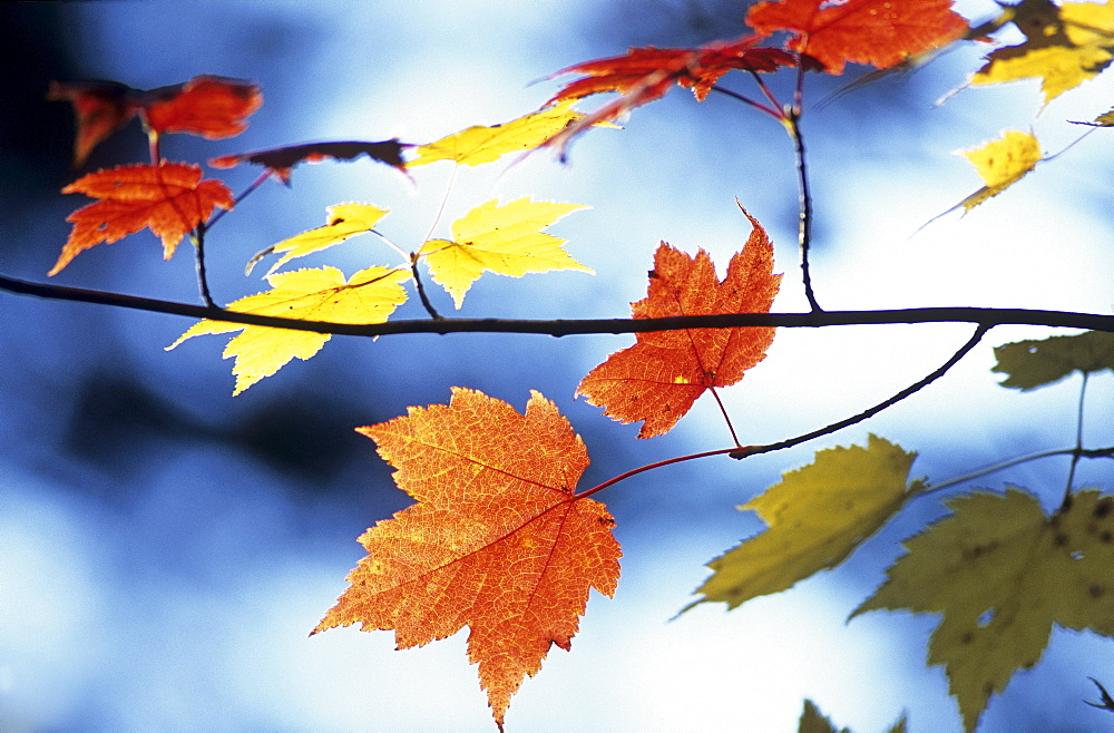 Sugar Maple leaves (Acer saccharum), autumn colours in Eastern Canada during Indian summer, La Mauricie National Park, Québec, Canada