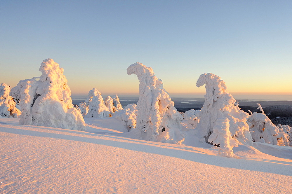 Snow-covered pines at dusk, Mt. Brocken, Harz, Saxony-Anhalt, Germany, Europe