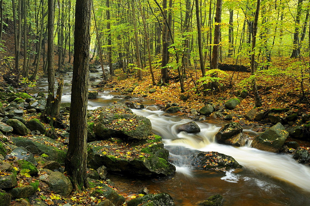 Autumn landscape along the mountain stream of Ilse, Harz, Saxony-Anhalt, Germany, Europe