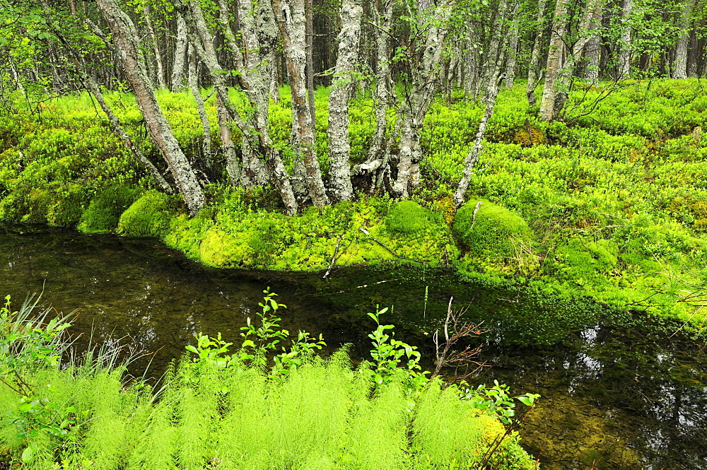 Wooded Landscape with horsetail or snake-grass, Rondane National Park, Norway, Europe