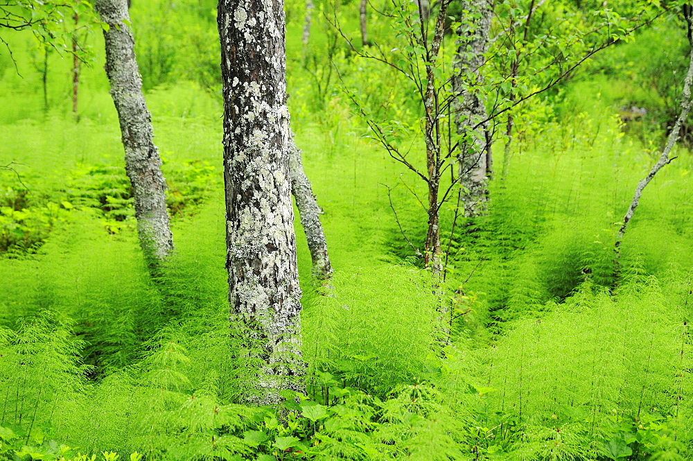 Wooded Landscape with horsetail or snake-grass, Rondane National Park, Norway, Europe