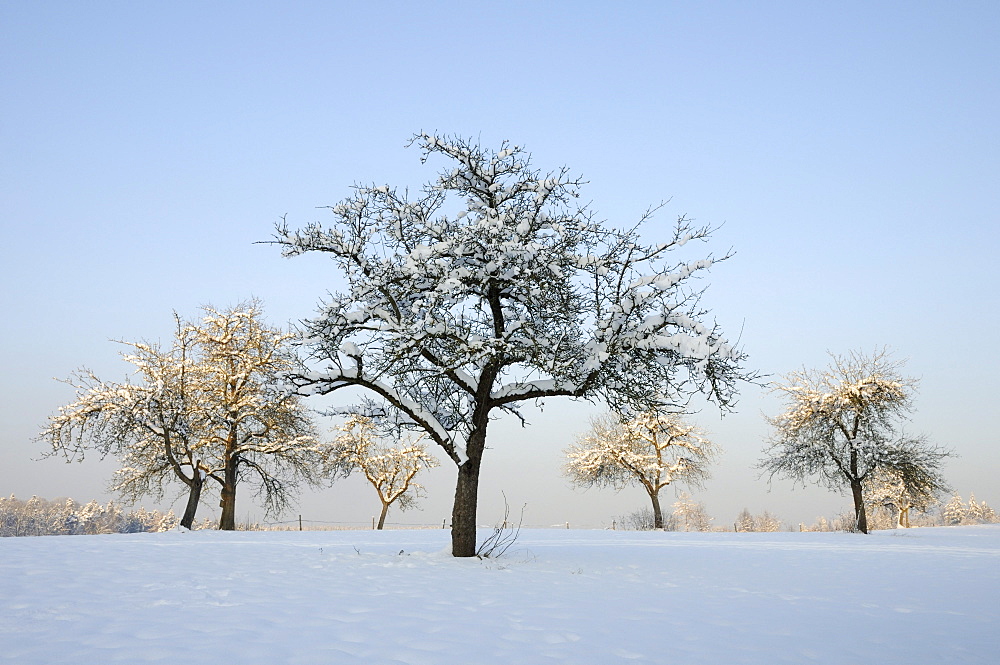 Snow-covered fruit trees, orchard in winter