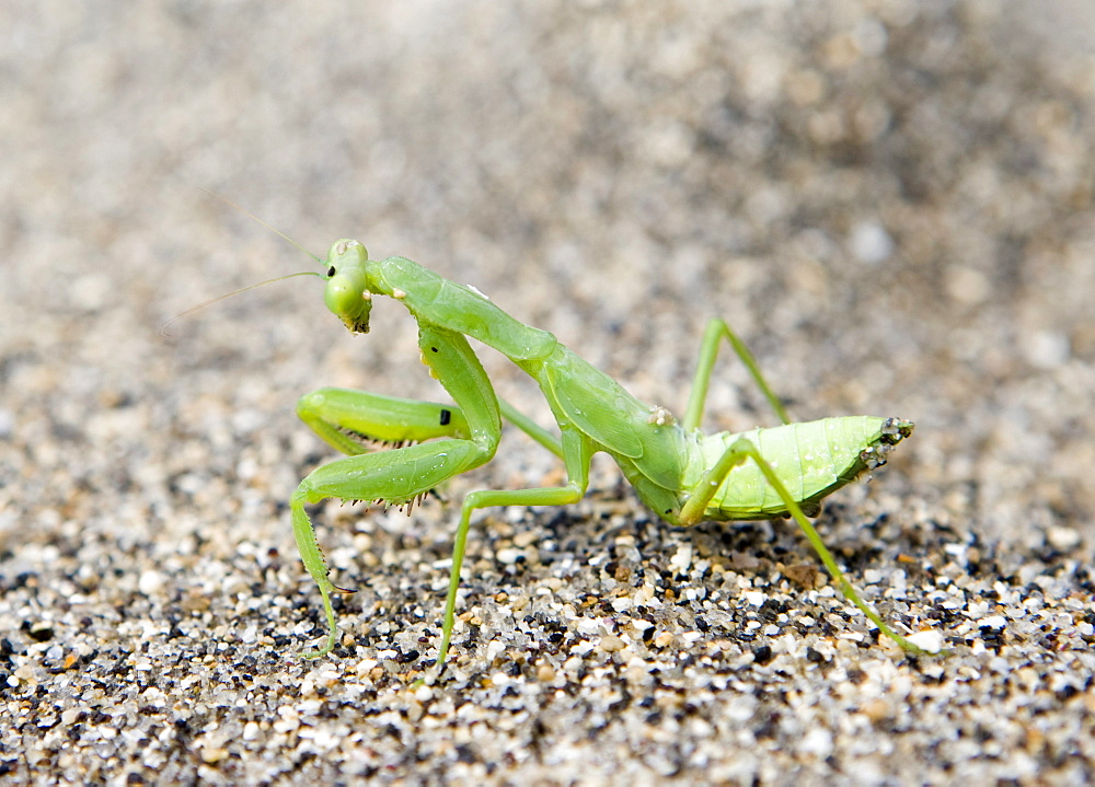 Praying Mantis (Mantis religiosa) on beach sand, Lombok Island, Lesser Sunda Islands, Indonesia