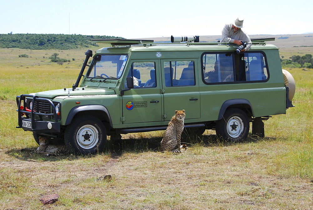 Cheetah (acinonyx jubatus ) sitting next to a jeep with photographer and camera, Masai Mara National Game Rese