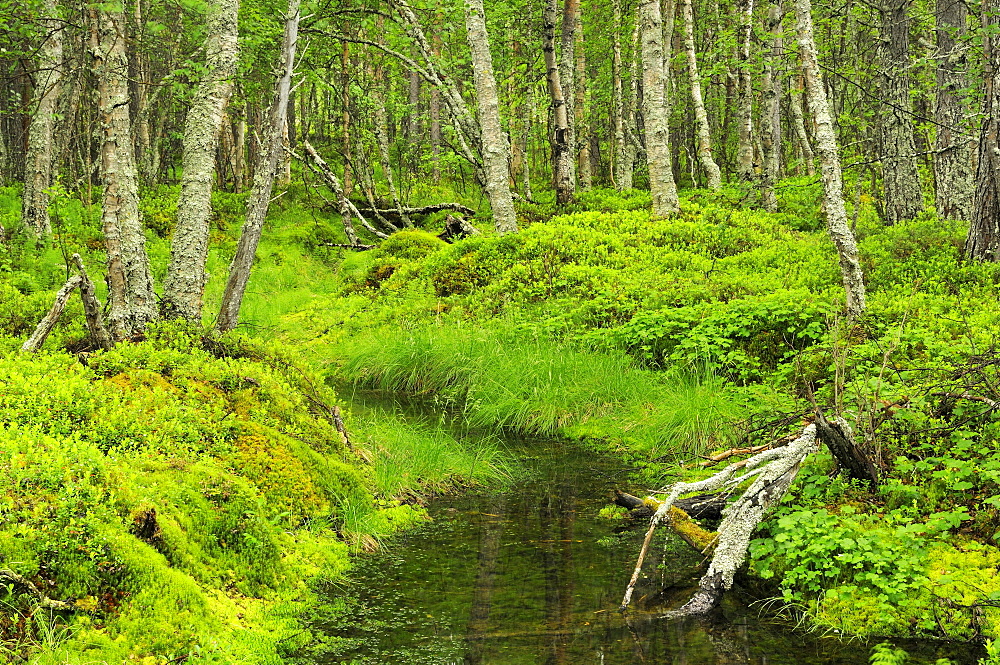 Forest near Straumbu, Rondane National Park, Norway, Scandinavia, Europe