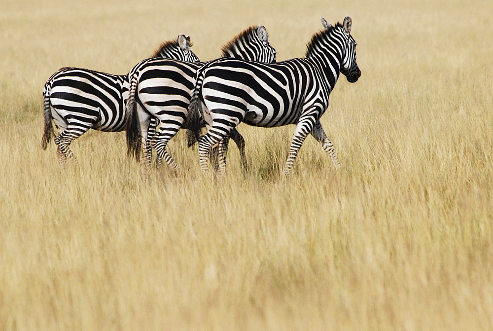 Plains Zebras (Equus burchelli), Masai Mara, Kenya, Africa