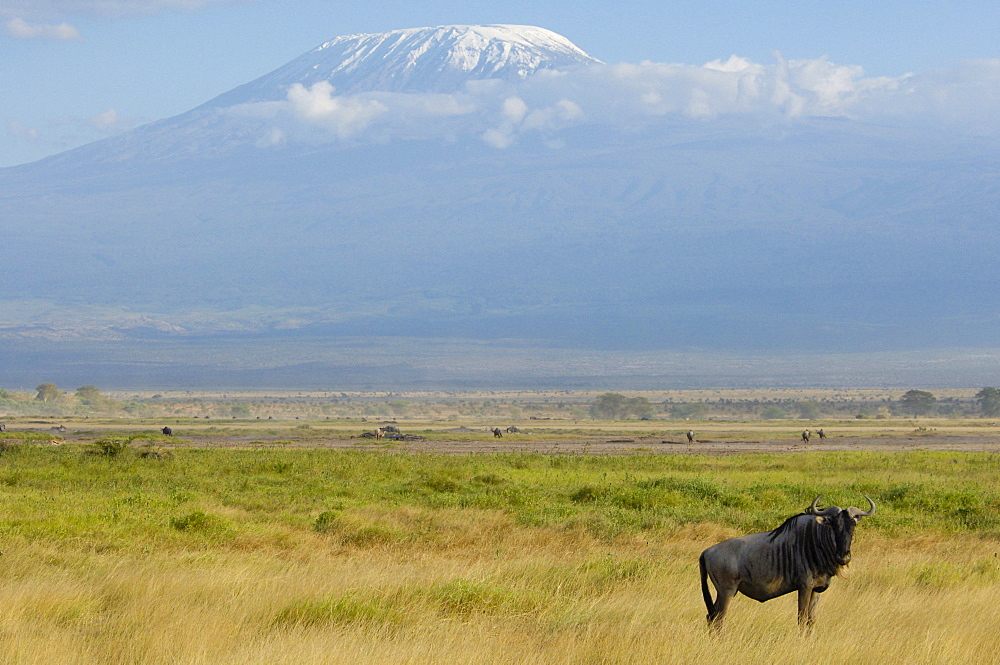 Wildebeest in front of the Mount Kilimanjaro, Amboseli National Park, Kenya, Africa