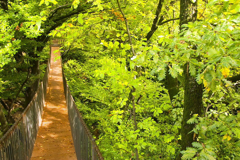 Suspension bridge in a forest, province of Bolzano-Bozen, Italy, Europe