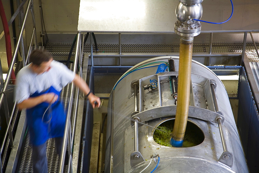 Processing of wine grapes at a winery, province of Bolzano-Bozen, Italy, Europe