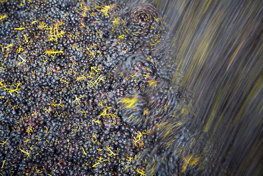 Processing of wine grapes at a winery, province of Bolzano-Bozen, Italy, Europe