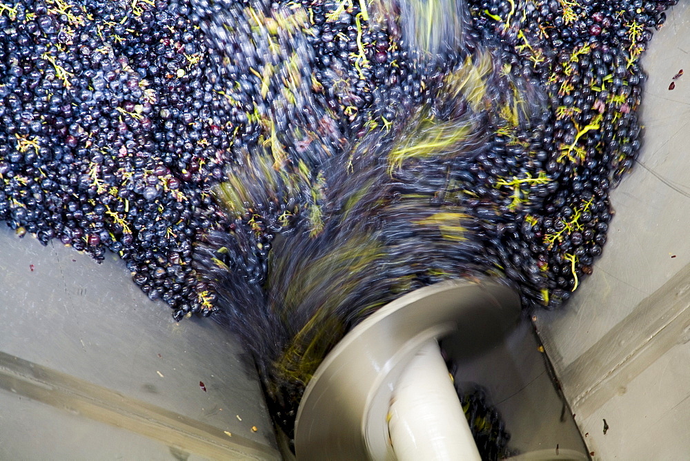 Processing of wine grapes at a winery, province of Bolzano-Bozen, Italy, Europe