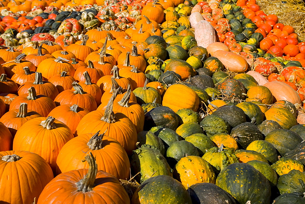 Pumpkin exhibition in Bolzano, South Tyrol, Italy, Europe