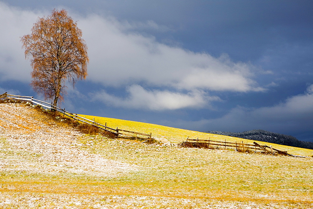 Morning frost on a meadow, South Tyrol, Italy, Europe