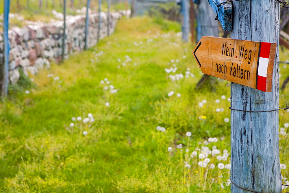 Sign post, wine trail, vineyard, South Tyrol, Italy, Europe