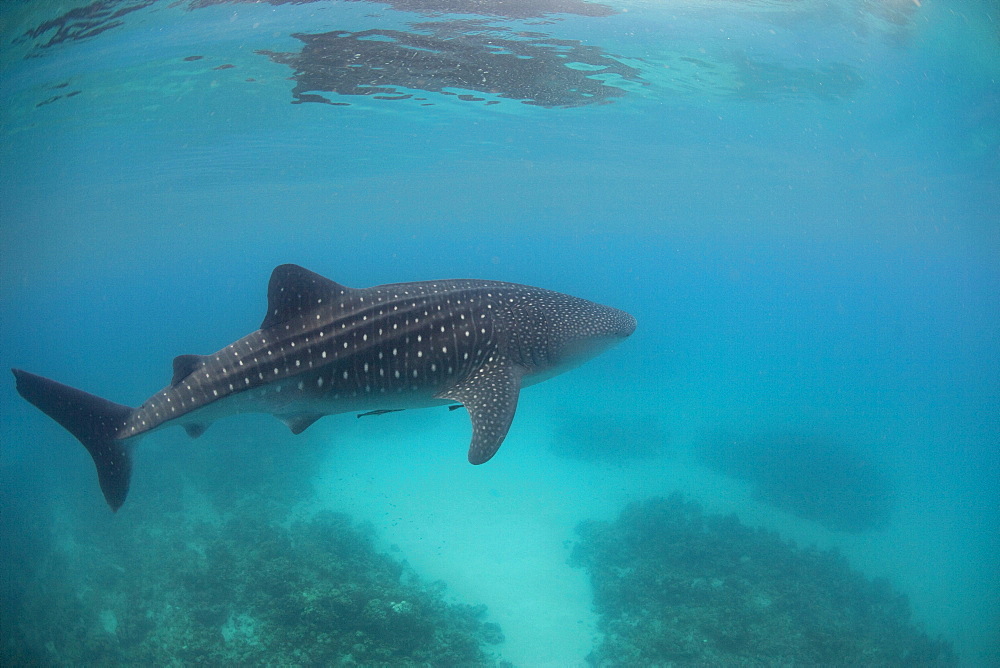 Whale shark (Rhincodon typus), Southern Leyte, Philippines, Southeast Asia