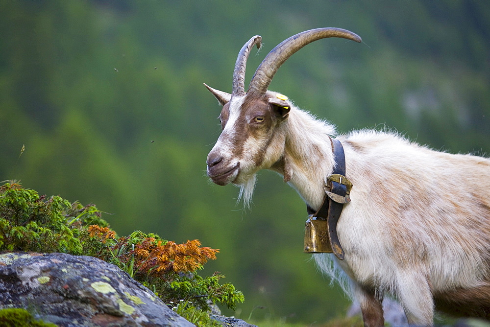 Goat (Capra), portrait