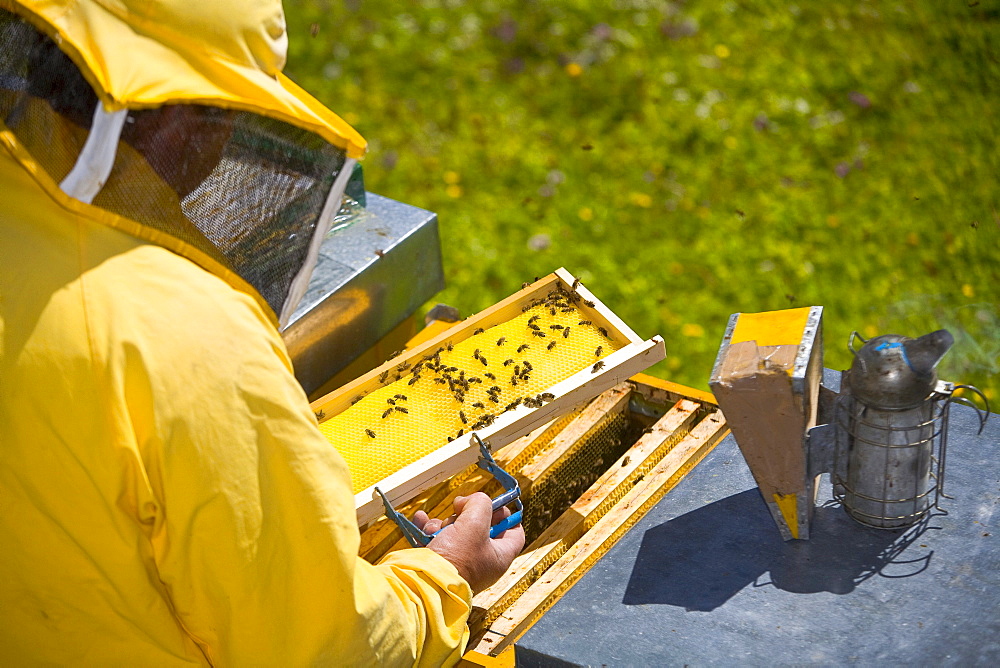 Beekeeper at work