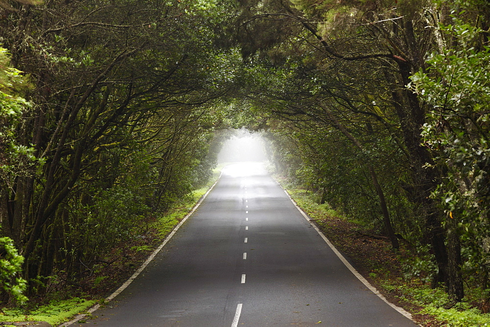 Road through a forest of laurel trees, Garajonay National Park, La Gomera Island, Canary Islands, Spain, Europe