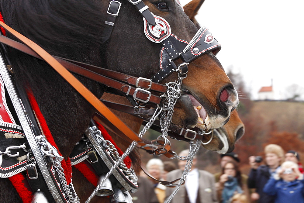 Horse's mouth, Leonhardi procession, Bad Toelz, Isarwinkel, Upper Bavaria, Bavaria, Germany, Europe