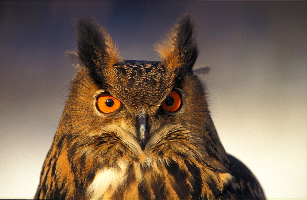 Eurasian Eagle Owl, Bubo bubo