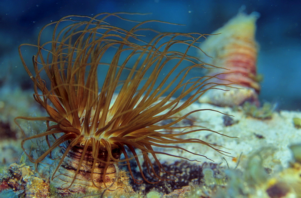 Tube Anemone (Cerianthus membranaceus), Cyprus, Mediterranean