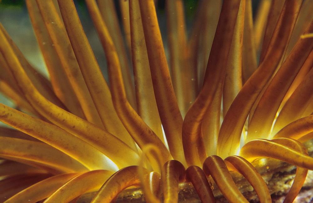 Tube Anemone (Cerianthus membranaceus), Cyprus, Mediterranean