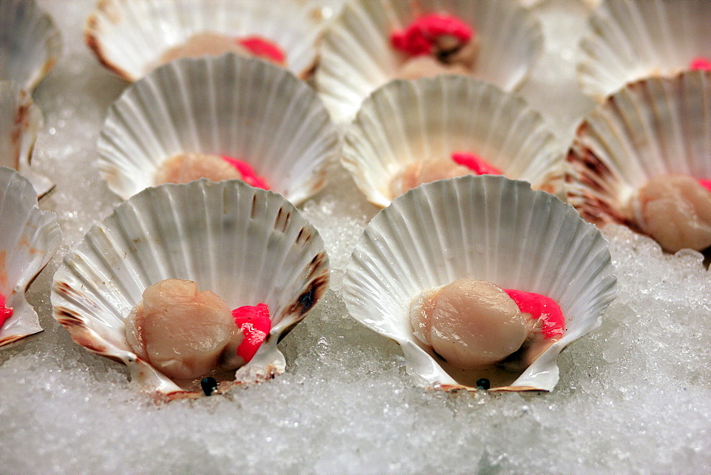 Scallops, Venice, Veneto, Italy, Europe