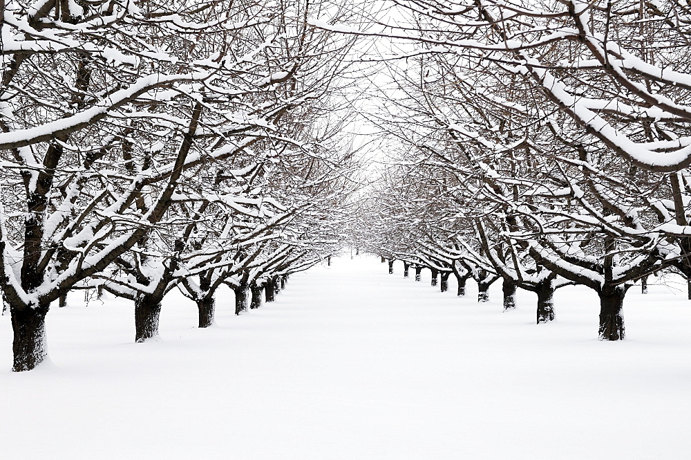 Cherry orchard in winter, Oberruesselbach, Middle Franconia, Bavaria, Germany, Europe