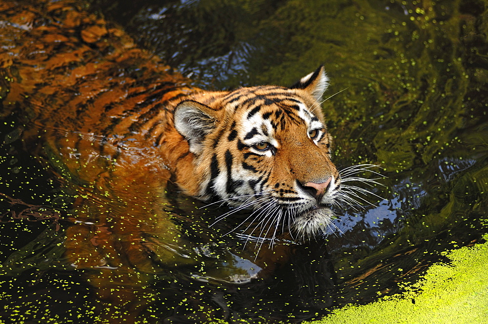 Siberian Tiger (Panthera tigris altaica), swimming in a moat, Tiergarten Nuernberg, Nuremburg Zoo, Nuremburg, Middle Franconia, Bavaria, Germany, Europe
