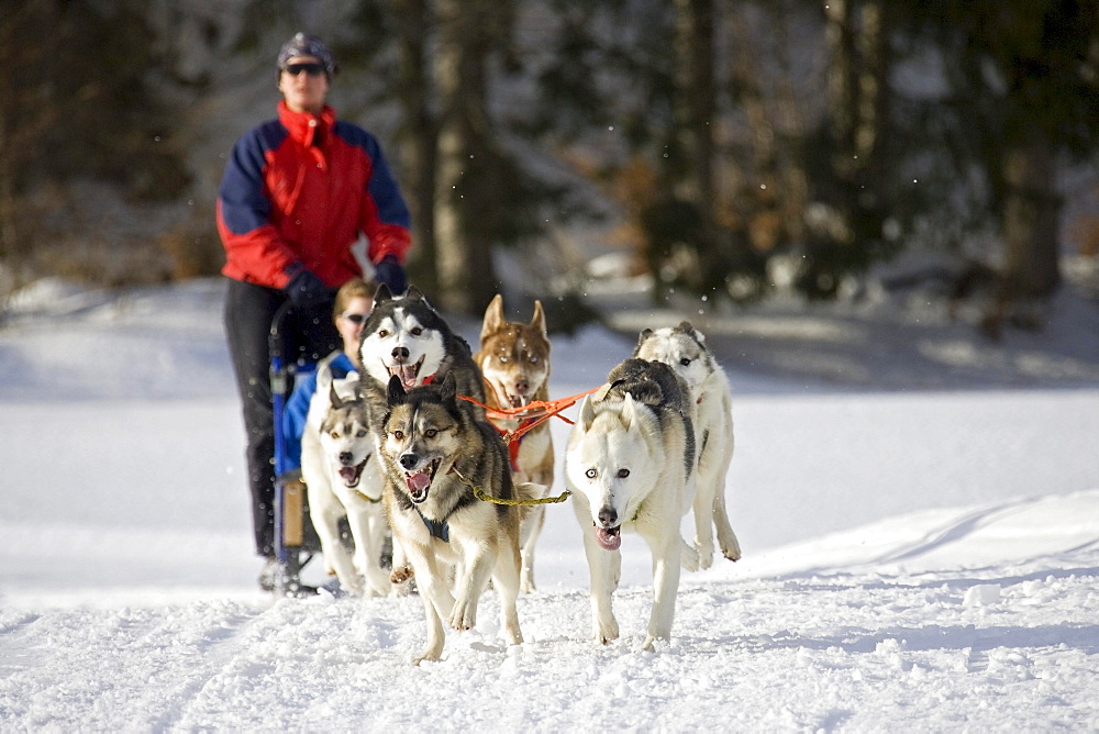 Dog sleigh, Wallgau International dog sleigh race, Bavaria, Germany, Europe